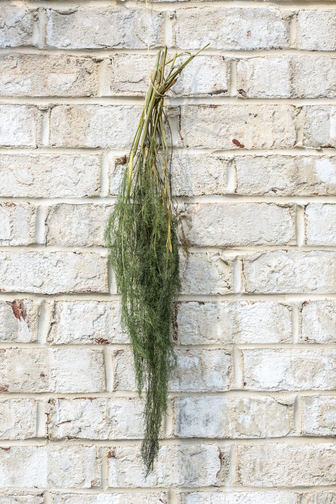 Dried Herbs